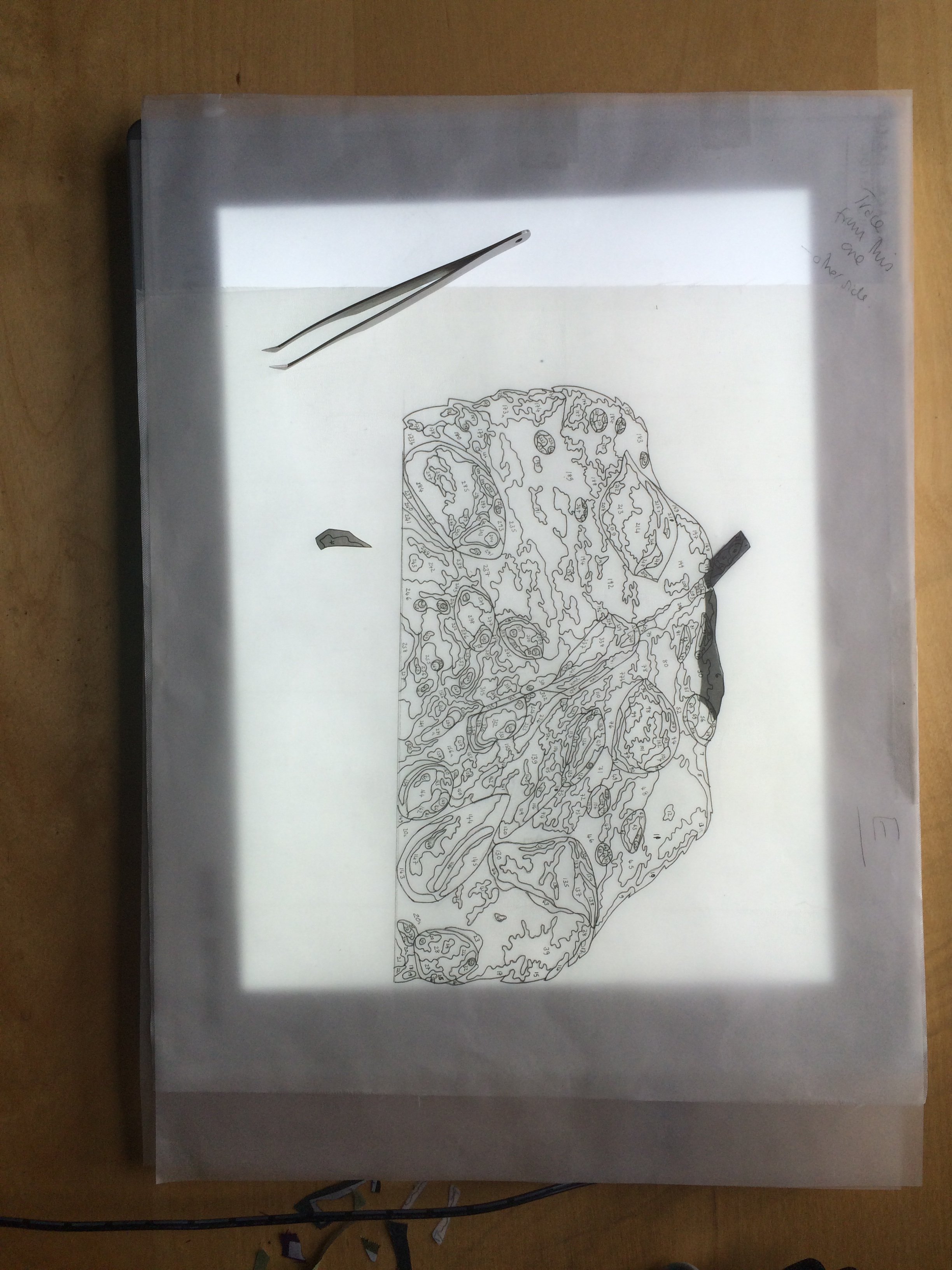 leaf pattern on the light box